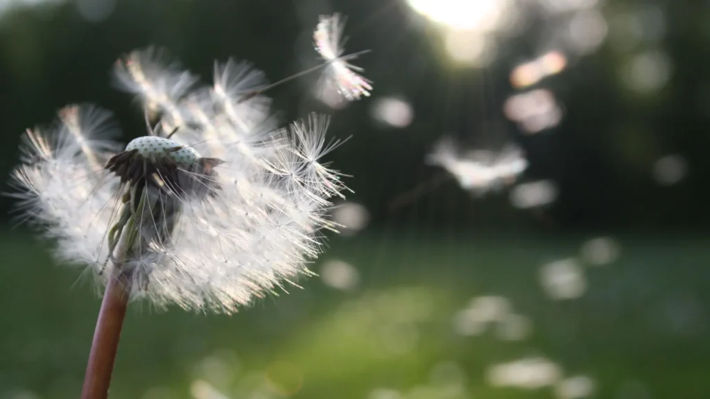 dandelion
